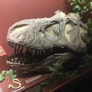 Milwaukee Public Museum - Third Planet - Tyrannosaurus Rex Skull