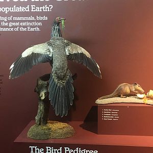 Milwaukee Public Museum - Third Planet - Archaeopteryx