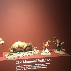 Milwaukee Public Museum - Third Planet - Mesozoic Mammals