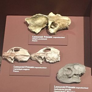 Milwaukee Public Museum - Third Planet - Lemuroid Primate Fossils