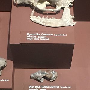 Milwaukee Public Museum - Third Planet - Hyena-like Carnivore and Even-toed Hoofed Mammal Fossils