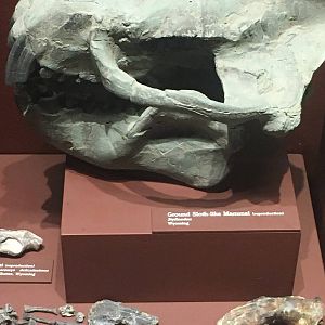 Milwaukee Public Museum - Third Planet - Ground Sloth-like Mammal skull