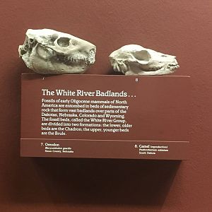 Milwaukee Public Museum - Third Planet - Oreodon and Primitive Camel Fossils