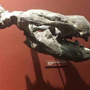 Milwaukee Public Museum - Third Planet - Hyena-like Carnivore Skull