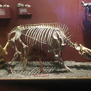 Milwaukee Public Museum - Third Planet - Swift Running Rhino Fossil