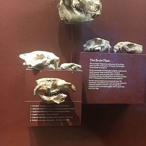 Milwaukee Public Museum - Third Planet - The Brule Plain Fossils