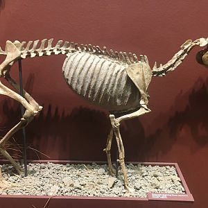 Milwaukee Public Museum - Third Planet - Three-Toed Browsing Horse Fossil