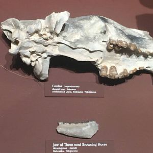 Milwaukee Public Museum - Third Planet - Canine and Three-Toed Browsing Horse Jaw Fossils