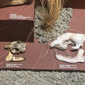 Milwaukee Public Museum - Third Planet - Bear-like Carnivore and Hoofed Mammal Fossils