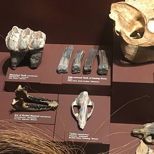 Milwaukee Public Museum - Third Planet - Fossil Teeth