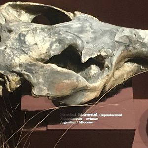 Milwaukee Public Museum - Third Planet - Hoofed Mammal Skull