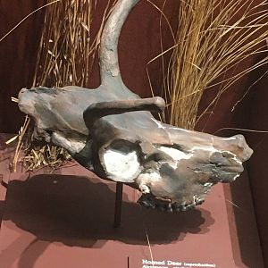 Milwaukee Public Museum - Third Planet - Horned Deer Skull