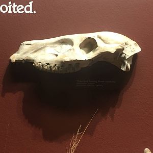 Milwaukee Public Museum - Third Planet - Three-Toed Grazing Horse Skull