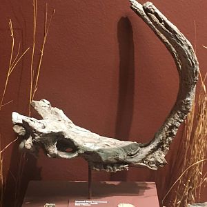 Milwaukee Public Museum - Third Planet - Horned Deer Skull