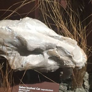 Milwaukee Public Museum - Third Planet - Saber-Toothed Cat Skull
