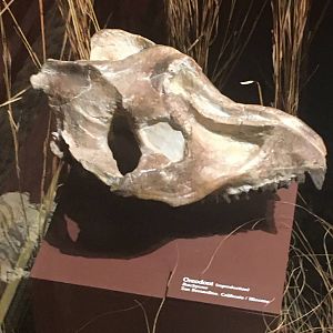 Milwaukee Public Museum - Third Planet - Oreodont Skull