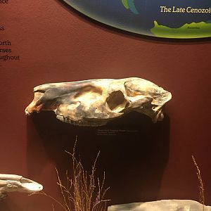 Milwaukee Public Museum - Third Planet - Three-Toed Grazing Horse Skull
