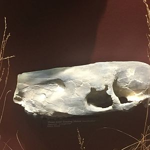 Milwaukee Public Museum - Third Planet - Three-Toed Grazing Horse Skull