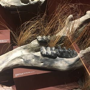 Milwaukee Public Museum - Third Planet - Gomphothere with Uprooting Tusks