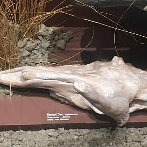 Milwaukee Public Museum - Third Planet - Horned Deer Skull