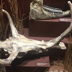 Milwaukee Public Museum - Third Planet - Horned Deer Skull