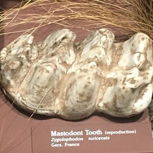 Milwaukee Public Museum - Third Planet - Mastodont Teeth