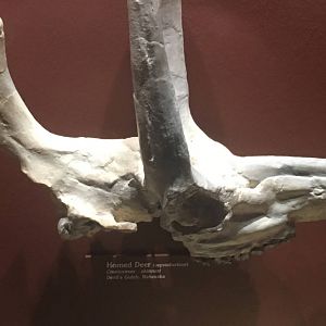 Milwaukee Public Museum - Third Planet - Horned Deer Skull