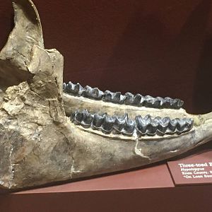 Milwaukee Public Museum - Third Planet - Three-Toed Browsing Horse Jaw