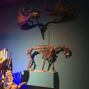 Milwaukee Public Museum - Third Planet - Saber-Toothed Cat Fossil and Irish Elk Antlers