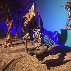 Milwaukee Public Museum - Third Planet - Ancient Bison Fossil