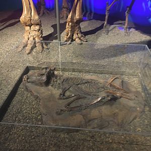 Milwaukee Public Museum - Third Planet - Peccary Fossil