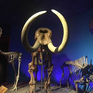 Milwaukee Public Museum - Third Planet - Woolly Mammoth Fossil