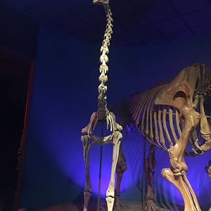 Milwaukee Public Museum - Third Planet - Moa Fossil