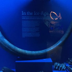Milwaukee Public Museum - Third Planet - Woolly Mammoth Tusk