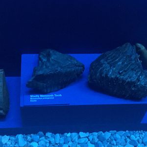 Milwaukee Public Museum - Third Planet - Woolly Mammoth Teeth