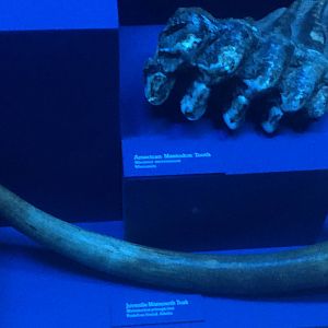 Milwaukee Public Museum - Third Planet - Juvenile Mammoth Tusk and Mastodon Tooth