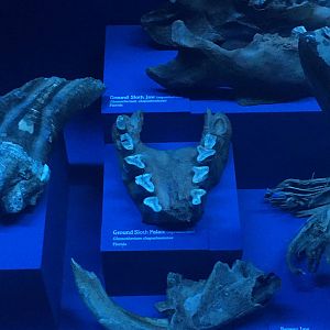 Milwaukee Public Museum - Third Planet - Giant Ground Sloth Jaw and Palate and Giant Beaver Jaw