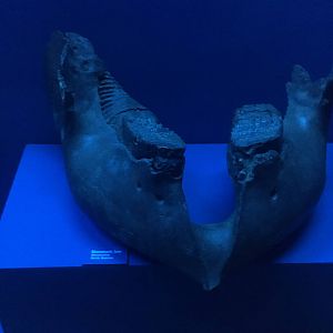 Milwaukee Public Museum - Third Planet - Mammoth Jaw