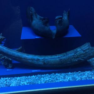 Milwaukee Public Museum - Third Planet - Mastodon Tusk