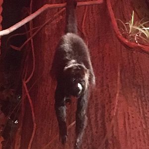 Milwaukee Public Museum - Rainforest - Black Howler Monkey