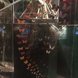 Milwaukee Public Museum - Rainforest - Butterflies and Moths