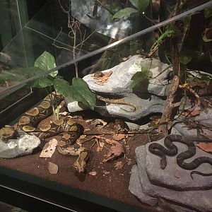 Milwaukee Public Museum - Rainforest - Boa Constrictor and other Reptiles and Amphibians