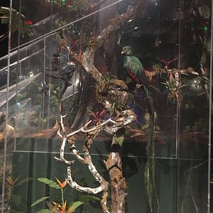 Milwaukee Public Museum - Rainforest - Quetzal