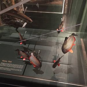 Milwaukee Public Museum - Rainforest - Piranhas