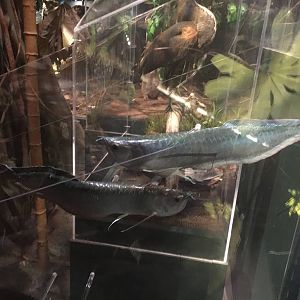 Milwaukee Public Museum - Rainforest - Arowanas