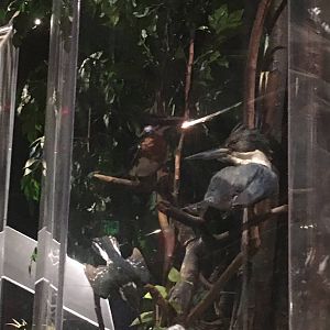 Milwaukee Public Museum - Rainforest - Ringed Kingfishers