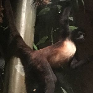 Milwaukee Public Museum - Rainforest - Black-Handed Spider Monkey