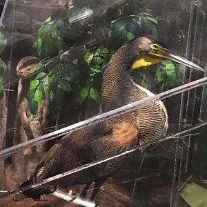 Milwaukee Public Museum - Rainforest - Bare-Throated Tiger Heron and Neotropical Otter