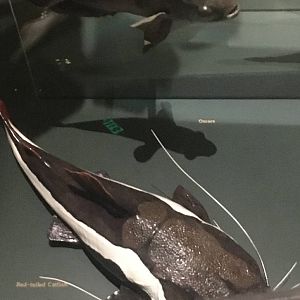 Milwaukee Public Museum - Rainforest - Red-Tailed Catfish and Oscar