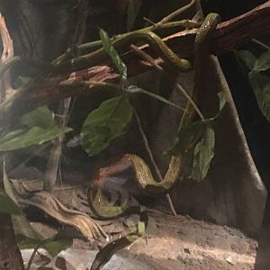 Milwaukee Public Museum - Rainforest - Vine Snake